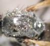 Rhamphomyia sulcata